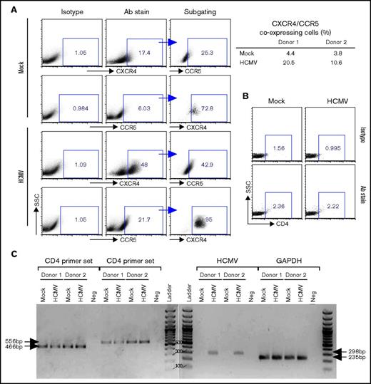 Figure 5. Analysis of HIV receptors expressed by PB-CD34 cells and modulated by latent HCMV. Mock or HCMV strain Merlin was used for infection of PB-CD34 cells from 2 independent donors. On day 5 PI, cells were immunostained with isotype or specific antibodies (Abs) for (A) CXCR4 and CCR5, with subgating to illustrate coexpression with frequencies depicted for 2 donors (right) analyzed by flow cytometry. (B) CD4 expression on PB-CD34 cells were analyzed by flow cytometry based on isotype controls. (C) Agarose gel electrophoresis of RT-PCR products performed for CD4, HCMV US28, and GAPDH. Arrows point to the expected product size. Ladder, 100-bp DNA ladder; Neg, no template control.