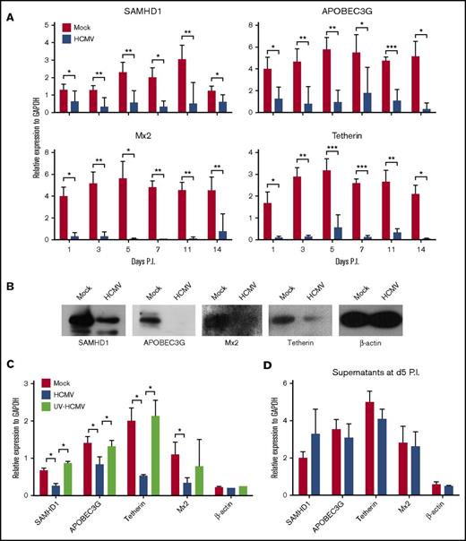 Figure 6. HCMV latent infection downregulates HIV-1 restriction factors in PB-CD34 cells. (A) qPCR analysis of SAMHD1, APOBEC3G, Mx2, and tetherin gene expression following mock and HCMV strain Towne infection of PB-CD34 cells in a time course experiment (n = 8). GAPDH was used for normalization. (B) Western blotting analysis of protein expression of SAMHD1, APOBEC3G, Mx2, tetherin, and β-actin between mock and HCMV strain Towne-infected PB-CD34 cells at day 5 PI. (C) PB-CD34 cells were infected with mock, Merlin, or UV-inactivated Merlin for 5 days PI before being analyzed for expression of restriction factors and β-actin by qPCR normalized to GAPDH (n = 4). (D) Supernatants from mock- or HCMV-infected PB-CD34 cells at day 5 PI were added to other independent PB-CD34 cells (n = 4) and expression of genes measured by qPCR. Column graphs show data as mean ± SEM. *P < .05, **P < .01, ***P < .001.