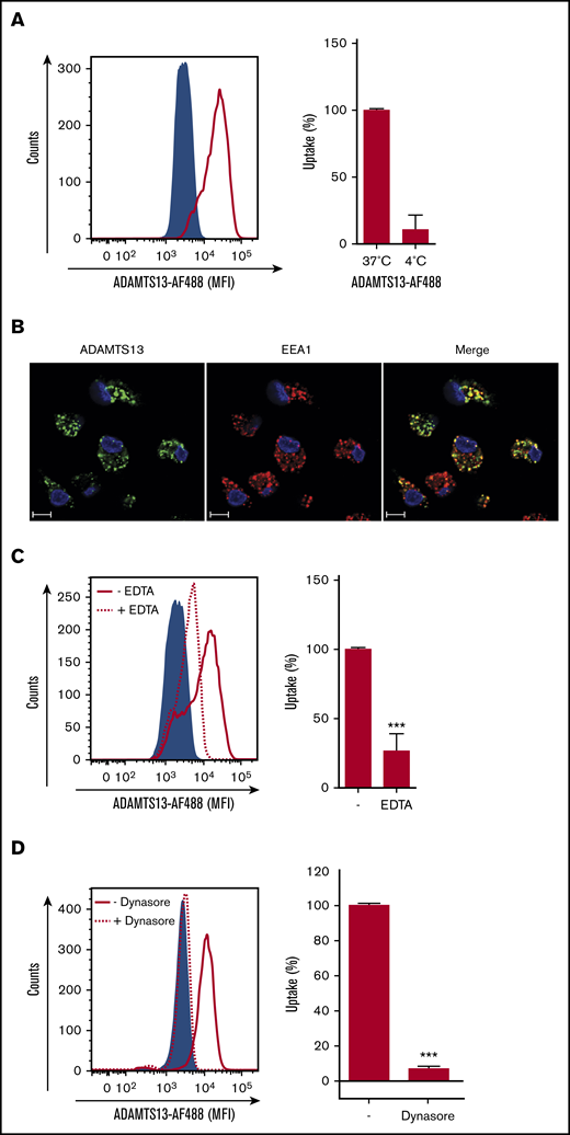 ADAMTS13 endocytosis by MDMs is receptor mediated. (A) ADAMTS13-AF488 was incubated with MDMs for 1 hour at 37°C or 4°C. Subsequently, cells were analyzed by flow cytometry. (A) Left panel shows ADAMTS13-AF488 uptake at 37°C (solid red line). The sample incubated without ADAMTS13-AF488 is shown by the blue area. Right panel displays reduced uptake of ADAMTS13-AF488 at 4°C. (B) ADAMTS13-AF488 (green) was added to MDMs for 30 minutes at 37°C. MDMs were stained for EEA1 (Alexa Fluor 568; red) and nuclei (DAPI; blue). Scale bars are 10 μm. (C) Addition of EDTA reduces the uptake of ADAMTS13-AF488 (dotted line), control cells incubated without ADAMTS13-AF488 are shown by the blue area, and ADAMTS13-AF488 uptake is shown by the solid red line. Right panel quantifies the reduced uptake of ADAMTS13-AF488 in the presence of 5 mM EDTA. (D) Preincubation with dynasore for 20 minutes reduces the uptake of ADAMTS13-AF488 by 90% (dotted line). Control cells incubated without ADAMTS13-AF488 are shown by the blue area, and ADAMTS13 uptake is shown by the red solid line. Right panel quantifies the reduced uptake of ADAMTS13-AF488 upon incubation with dynasore. Bar graphs represent data from 3 independent experiments ± standard deviation (SD). Data are expressed as percentage of mean fluorescent intensity (MFI) at 37°C; 100% corresponds to the highest MFI observed for individual experiments. ***P < .001 (Student t test).