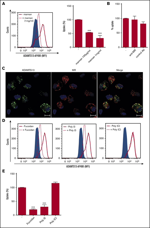Polyanionic ligands block the internalization of ADAMTS13 by MDMs. (A) Preincubation with mannan (dotted line) resulted in reduced endocytosis of ADAMTS13-AF488. (B) Antibody clone 15.2 blocking the mannose receptor did not affect ADAMTS13 uptake. (C) MDMs were incubated with ADAMTS13-AF488 at 37°C for 1 hour. Cells were stained for ADAMTS13-AF488 (green), MR (Alexa Fluor 568; red), and nuclei (DAPI; blue). Scale bars are 10 μm. (D-E) MDMs were incubated with fucoidan, poly-I, or poly-C before addition of ADAMTS13-AF488. Cells were analyzed by flow cytometry. (D-E) Effect of poly-I, poly-C, and fucoidan on ADAMTS13 uptake (gray shaded area represents controls incubated in the absence of ADAMTS13). Cells incubated with ADAMTS13 are indicated by a solid black line; cells preincubated with the inhibitors are indicated by a dotted line. Data in bar graphs are representative of 3 independent experiments ± SD. ***P < .001 (Student t test). AB, antibody.
