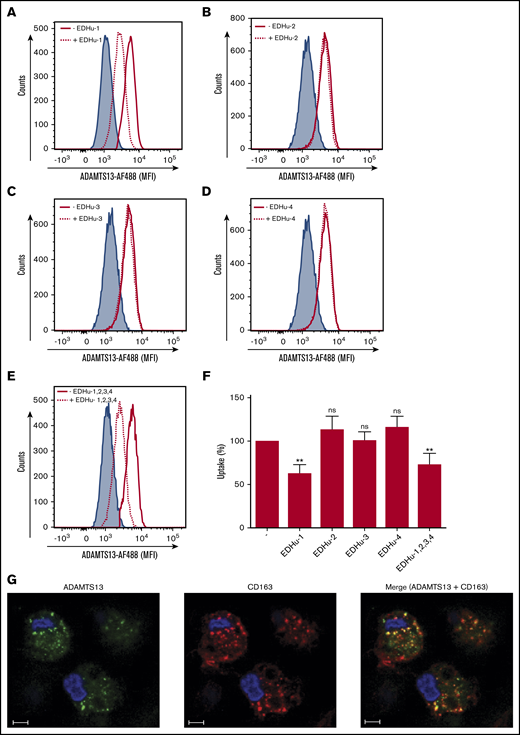 CD163 mediates endocytosis of ADAMTS13 by MDMs. MDMs were incubated for 20 minutes at 37°C with monoclonal antibodies directed against CD163; with EDHu-1, -2, -3, or -4; or with a combination of EDHu-1, -2, -3, and -4. ADAMTS13-AF488 was subsequently added to the cells, and endocytosis was analyzed by flow cytometry. (A) Macrophages incubated with EDHu-1 (dotted line) show reduction in the uptake of ADAMTS13-AF488 compared with ADAMTS13-AF488 (solid red line). Blue shaded area corresponds to nontreated cells. (B-D) Macrophages incubated with EDHu-2, -3, or -4 (dotted line) show no reduction in uptake of ADAMTS13-AF488 when compared with ADAMTS13-AF488 only (solid red line). Blue-shaded area corresponds to nontreated cells. (E) Macrophages incubated with a combination of EDHu-1, -2, -3, and -4 (dotted line) show reduction in uptake of ADAMTS13-AF488 when compared with ADAMTS13-AF488 (solid red line) or nontreated control cells (blue-shaded area). (F) Quantification of the data presented in panels A-E. Data are expressed as percentage of MFI with 100% corresponding to the mean fluorescence signal observed for ADAMTS13-AF488 uptake in the absence of antibodies. Data are representative of 3 independent experiments ± SD. (G) ADAMTS13-AF488 was added to MDMs for 1 hour at 37°C. MDMs were stained for ADAMTS13-AF488 (green), CD163 (Alexa Fluor 633; red), and nuclei (DAPI; blue). Scale bars are 10 μm. **P < .01 (Student t test). ns, not significant.