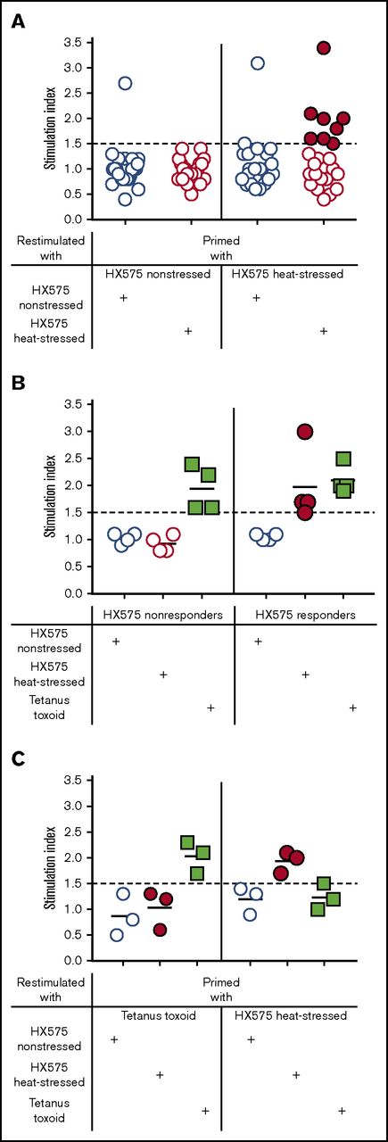 Figure 2. T-cell responses differentiate nonaggregated from heat-aggregated rhEPO. (A) T cells from HLA-typed HX575-naïve healthy donors (n = 24) were primed with either nonstressed or heat-stressed HX575, and restimulated with either nonstressed or heat-stressed HX575, respectively (for individual SI data and HLA-haplotypes, see supplemental Table 1). Donors whose T cells responded to heat-stressed HX575 were categorized as “responders” (closed red circles), whereas those donors whose T cells did not respond to heat-stressed HX575 were categorized as “nonresponders” (open red circles). Two individuals showed responses to nonstressed rhEPO, possibly due to epitope spreading. (B) Representative experiment showing T-cell responses to heat-stressed HX575 (closed red circles), nonstressed HX575 (open blue circles), and TT (green squares). (C) Specificity of anti-HX575 T-cell responses was demonstrated by priming PBMCs from HX575-naïve healthy donors with either TT or heat-stressed HX575, and restimulation with either nonstressed, heat-stressed HX575, or TT.