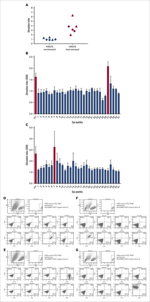 Figure 3. TCL responses to heat-stressed but not to nonstressed HX575, EPO epitopes, and skewed TCR Vβ usage. (A) TCLs reactive to heat-stressed HX575 were generated from 2 HX575-naïve healthy HLA-DRB1*09:01-negative or -positive donors (donor 2 and donor 8, respectively). Three HX575-reactive TCLs were derived from each of these 2 donors (triangle: donor 2; rhombus: donor 8), which showed pronounced proliferative responses of the TCLs to heat-stressed but not to nonstressed HX575. (B-C) Identification of HX575 T-cell epitopes in donors 2 and 8, by testing TCL reactivity to 31 synthetic EPO peptides (15- or 16-mers) with 10-residue overlaps (Table 2); ctrl = heat-stressed HX575; a specific T-cell response shown as SI was calculated by a ratio of cell proliferation with individual stimuli divided by the cell proliferation with vehicle control; data presented as mean ± SEM; average responses of 3 heat-stressed HX575-specific TCLs from HLA-DRB1*09:01-negative donor 2 (B); average responses of 3 heat-stressed HX575-specific TCLs from HLA-DRB1*09:01-positive donor 8 (C). (D-G) Representative flow cytometric plots showing gating of CD4 T cells, and showing staining for 24 TCR-Vβ families; (D) TCL YS21 derived from HLA-DRB1*09:01-negative donor 2, showing single TCR Vβ22+ usage (to peptide 27); (E) TCL YS34 derived from HLA-DRB1*09:01-negative donor 2, showing single TCR Vβ8+ usage (to peptide 27); (F) TCL TH38 derived from HLA-DRB1*09:01-positive donor 8, showing single TCR Vβ2+ usage (to peptide 7); (G) TCL TH39 derived from HLA-DRB1*09:01-positive donor 8, showing single TCR Vβ13.2+ usage (to peptide 10). FSC, forward scatter; SEM, standard error of the mean; SSC, side scatter.