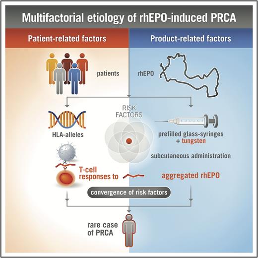 Figure 7. Multifactorial etiology of rhEPO-induced PRCA. The complex interaction between various product-related and patient-related factors, including the formation of rhEPO aggregates, antigenic processing, and presentation of immunodominant epitopes by antigen-presenting cells, presence of specific HLA class II proteins capable of binding certain rhEPO peptides, and potentially other characteristics of EPO, together influence the immune response to rhEPO after subcutaneous injection, leading to rare cases of PRCA in susceptible patients.