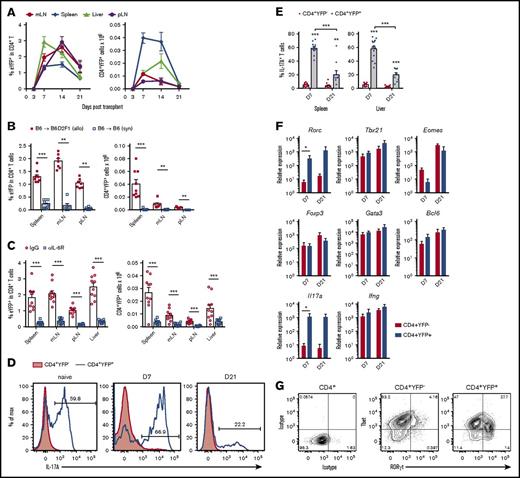 Figure 1. Donor-derived IL-17+ and RORγt+ Th17 cells develop early after allo-SCT in an IL-6-dependent manner. (A-G) CD4+YFP+ development was assessed in spleen, mesenteric LN (mLN), peripheral LN (pLN) and liver from lethally irradiated allogeneic (B6.IL-17CreRosa26eYFP → B6D2F1) or (B) syngeneic (B6.IL-17CreRosa26eYFP → B6) mice transplanted with G-CSF mobilized grafts. (A) Time course analysis of CD4+YFP+ frequencies and absolute numbers within the CD4+ T-cell compartment d3, d7, d14, and d21 posttransplant (mean ± SEM, n = 4-21 mice per group pooled from 2-4 independent experiments). (B) CD4+YFP+ frequencies and absolute numbers 7 days after syngeneic or allogeneic SCT (mean ± SEM, n = 7-9 mice per group pooled from 2 independent experiments, **P < .01, ***P < .001). (C) CD4+YFP+ frequencies and absolute numbers 7 days after allogeneic SCT in the presence of either IL-6R blocking mAbs or control IgG (mean ± SEM, n = 10 mice per group pooled from 2 independent experiments, ***P < .001). (D) IL-17A expression in naive and donor CD4+ T cells d7 and d21 after transplant in (D-E) spleen and (E) liver (mean ± SEM, n = 10-15 mice per group pooled from 2-3 independent experiments, **P < .01, ***P < .001). (F) YFP+ and YFP– CD4+ T cells isolated from spleen, LNs, and liver by FACS on d7 and d21 followed by qPCR (mean ± SEM, n = 3-4 independent experiments each composed of 10 pooled mice per group, *P < .05). (G) RORγt and Tbet expression by CD4+ T-cell populations isolated from spleen, mLNs, and liver d7 posttransplant.