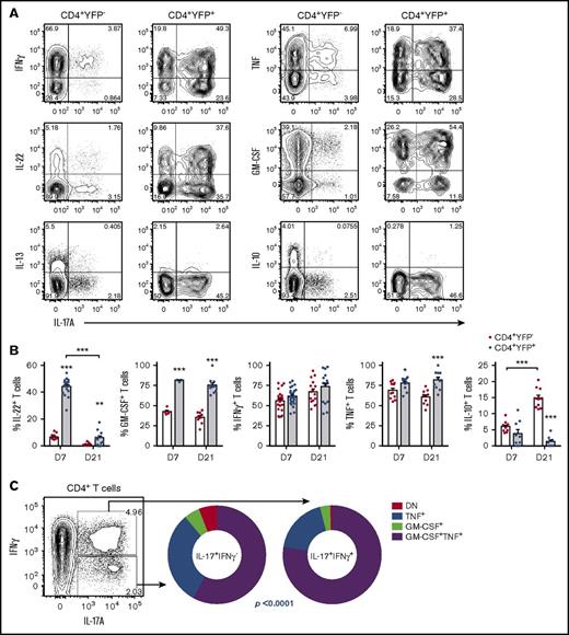 Figure 2. Donor-derived Th17 are highly proinflammatory and plastic in their cytokine profile. (A-C) CD4+YFP+ development was assessed in lethally irradiated allogeneic mice transplanted with G-CSF mobilized grafts (B6.IL-17CreRosa26eYFP → B6D2F1). (A) Representative FACS analysis showing IL-17A, IFNγ, IL-22, IL-13, TNF, GM-CSF, and IL-10 cytokine expression posttransplant by splenic CD4+YFP− or CD4+YFP+ populations after short-term in vitro restimulation (d7). (B) Frequencies of cytokine-expressing CD4+ T cells isolated from spleen and assessed at d7 or d21 post-SCT (mean ± SEM, n = ≥5 mice per group, *P < .05, **P < .01, ***P < .001). (C) GM-CSF and TNF coexpression by IL-17A+IFNγ– and IL-17A+IFNγ+ CD4+ T cells at d7 after allo-SCT (n = 6 mice from 1 representative experiment, *P < .0001). DN, double negative (TNF−GM-CSF−).