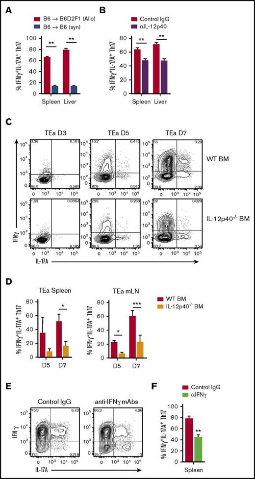 Figure 3. Proinflammatory donor Th17 are induced by alloantigen, IL-12/23, and IFNγ. (A-F) Donor CD4+ T-cell cytokine expression was examined after (A) syngeneic SCT (WT.B6 → WT.B6) or (A-F) allo-SCT, (A-B,E-F) WT.B6 → B6D2F1 (G-CSF mobilized grafts) or (C-D) WT.B6 or IL-12p40–/– BM, WT.B6 T-cells and B6.TEa T-cells → Balb/c. (A) Proportion of CD4+IL-17A+ T cells coexpressing IFNγ d7 after either allo-SCT or syngeneic transplant (mean ± SEM, n = ≥6 mice per group, **P < .01). (B) Proportion of CD4+IL-17A+ T cells coexpressing IFNγ d7 after allo-SCT in the presence or absence of IL-12p40 blocking antibody treatment (mean ± SEM, n = ≥9 mice per group from 2 independent experiments, **P < .01). (C) Representative FACS analysis of donor TEa transgenic T cells harvested on d3, d5, and d7 after adoptive transfer. (D) Proportion of splenic and mLN CD4+IL-17A+ TEa cells coexpressing IFNγ d5 and d7 after allo-SCT in the presence and absence of donor BM-derived IL-12p40 (mean ± SD, n = 3 mice per group per time point, *P < .05, ***P < .001). (E) Representative FACS analysis and (F) proportion of CD4+IL-17A+ T cells coexpressing IFNγ d7 after allo-SCT in the presence or absence of IFNγ blocking antibody treatment (mean ± SEM, n = 6 mice per group pooled from 2 independent experiments, **P < .01).