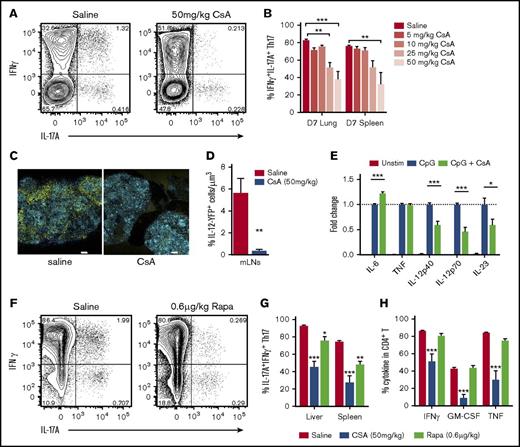 Figure 4. Donor Th17 plasticity and proinflammatory profile is limited by immunosuppression. (A-D,F-H) Donor CD4+ T-cell cytokine expression was examined after allo-SCT (A-B,E-F) WT.B6 → B6D2F1 (G-CSF mobilized grafts) or (C-D) WT.B6 or IL-12p40−/− BM, WT.B6 T-cells → Balb/c. (A) Representative FACS analysis of splenic CD4+ T cells and (B) proportion of CD4+IL-17A+ T cells coexpressing IFNγ d7 after allo-SCT in the presence or absence of increasing doses of CsA (mean ± SEM, n = 8 mice per group, pooled from 2 independent experiments, ***P < .001). (C) Representative images and (D) quantitative analysis of IL-12p40-YFP+ cells in mLN explants at d12 posttransplant, unstained tissues were captured by multiphoton confocal microscopy (20× objective) with spectral detection and linear unmixing (unmixed channels are shown: blue = CFP; yellow = YFP; scale bars = 300 μm). (E) Cytokine production by BMDCs was assessed in response to overnight stimulation in the presence and absence of CsA. Data are expressed as fold change relative to CpG-only stimulation (mean ± SEM, data pooled from 2 independent experiments, ***P < .001). (F) Representative FACS analysis of splenic CD4+ T cells, (G) proportion of CD4+IL-17A+ T cells coexpressing IFNγ, (H) frequency of cytokine-positive CD4+ T cells d7 after allo-SCT in the presence or absence of CsA (50 mg/kg) or Rapa (rapamycin) (0.6 μg/kg) (mean ± SEM, n = 6 mice per group, *P < .05, **P < .01, ***P < .001).