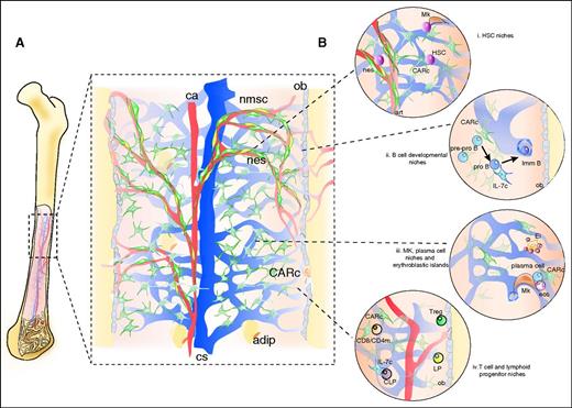 Figure 2. Structural organization of BM tissues. (A) BM stromal microarchitecture. The microarchitecture of the vascular system has been studied in detail in the mouse femoral cavity. A central artery (ca) penetrates the cavity through the nutrient canal and splits into ascending and descending branches, which run longitudinally, arborizing into smaller radial arteries that migrate toward endosteal regions. In the proximity of endosteum, arteries give rise to a dense plexus of arterioles that travel along the cortical bone area and eventually develop into venous vessels, of fenestrated endothelium, termed sinusoidal. Sinusoids form a labyrinth that extends inward and merges in a big central collecting sinus (cs) that drains into peripheral circulation (see also Figure 1). Thin periosteal arteries also penetrate the bone and merge with arteriolar vessels in endosteal regions, connecting BM and bone circulation. In trabecular bone areas, multiple smaller arteries enter the marrow cavities and give rise to sinusoidal networks along the endosteal surface of trabeculae. CXCL12-abundant fibroblastic reticular cells (CARc) extend throughout the entire cavity in the form of dense networks. Nestin-GFPhi NG2+ (nes) elongated cells run adjacent to arteries and arterioles and bundles of nonmyelinating Schwann cells (nmsc), which ensheath adrenergic nerves. Mature osteoblasts (ob) line endosteal surfaces and are mostly derived from reticular progenitors of osetoadipogenic potential. The emergence of adipocytes (adip) takes place gradually during aging and can be abrupt and prominent in certain pathological conditions. (B) Schematic representation of cell or developmental stage-specific niches. (i) HSC niches: a number of studies have determined that HSCs are found scattered throughout BM tissues adjoining the extraluminal surface of sinusoidal endothelial cells and in contact with stem cell factor–producing, LepR+ CAR cells13,14,50,90 and, in some cases, to megakaryocytes.103,104 In addition, a minor fraction enriched in quiescent HSCs has been reported to localize in a protective niche adjacent to nonpermeable arterioles, under the regulatory influence of neighboring Nestin-GFPhi, NG2+ mesenchymal cells (nes) and nonmyelinating Schwann cells (in yellow).32,55,65 (ii) B-cell progenitors have been suggested to sequentially migrate along different niches as they progress through maturation. Early stage pre-pro B cells are mostly found adjacent to the cell bodies of CAR cells and migrate toward IL-7–expressing CAR cells as they enter the pro B cell stage. Mature B220+IgM+ B cells, in turn, move away from both stromal cell types.105 The latest stages of B-cell maturation occur intravascularly, within sinusoids, where the dynamic behavior of immature B cells has been visualized in vivo.106 In addition, early pro B cells (B220+CD43+) have been shown to accumulate in endosteal zones and gradually decrease in frequency toward bone-distal marrow regions.68 (iii) Megakaryocytes (Mk) are found in close adjacency to the endothelial surface of sinusoidal vessel wall, which they traverse in the form of protrusions from which proplatelets are continuously shedded into the venous circulatory system.107 Red blood cell development takes place in so-called erythoblastic islands (Ei), where erythroid precursors proliferate, enucleate, and terminally differentiate into reticulocytes around a central macrophage.108 Plasma B cells are long-lived antibody-secreting cells that have been found in physical association to CAR cells, megakaryoctes, and eosinophils (eos).109-111 (iv) Although a significant fraction (30%) of early lymphoid progenitors (Lin−IL7-rα+) has been shown to lie proximal to mature, bone-lining osteoblasts,48 the vast majority of phenotypically defined CLPs are in contact with IL-7–expressing CAR cells.50 Quiescent CD4+ memory T cells are found scattered throughout the BM in contact with perisinusoidal IL-7–secreting stromal cells.112 Regulatory T cells (Tregs) have been reported to lodge in close proximity to the endosteum of trabecular bone.113