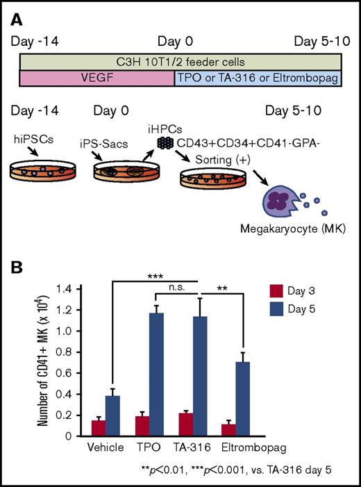 Figure 4. TA-316 induces megakaryopoietic differentiation from iPS-Sac–derived hematopoietic progenitor cells. (A) Scheme of megakaryopoiesis and thrombopoiesis in iPS-Sac–derived iHPCs. hiPSCs cultured for 14 days with VEGF-formed sac-like structures (iPS-Sacs). CD43+/CD34+/CD41−/GPA− iHPCs were sorted from crude iHPCs in iPSC-Sacs using FACS and then cultured with rhTPO (100 ng/mL), TA-316 (100 ng/mL), or eltrombopag (3000 ng/mL). (B) The number of CD41+ cells was evaluated using FACS on days 3 and 5. Data represent the mean and SD; **P < .01, ***P < .001. n.s., not significant.