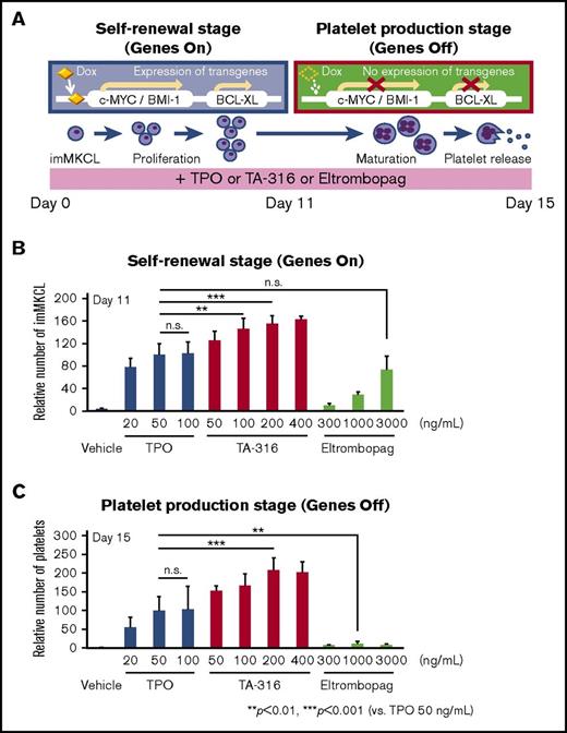 Figure 5. TA-316 promotes megakaryopoiesis and thrombopoiesis in imMKCLs. (A) System to generate platelets from imMKCLs cultured with rhTPO, TA-316, eltrombopag, or DMSO (vehicle). Cells were seeded onto mitomycin C-treated C3H10T1/2 feeder cells and passaged every 3 to 4 days. To turn off the c-MYC, BMI1, and BCL-XL genes in order to induce platelet production, beginning on day 11, the cells were cultured in DOX-free medium. After 4 days of culture, matured MKs and platelets were collected. (B) The number of imMKCLs was counted on day 11 based on Trypan blue assays. (C) On day 15, imMKCL-derived platelets were collected, and CD41+/CD42b+ platelets were counted using FACS. Data represent the mean and SD; **P < .01, ***P < .001.