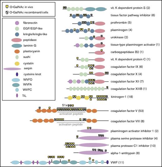 Figure 3. Summary of total O-glycosylation of coagulation factors and inhibitors. Protein schematics illustrating the location of O-glycosites relative to Uniprot domains on coagulation factors and inhibitors. The total number of unambiguous sites is indicated in brackets on the right. Sites identified in native (“in vivo”) samples in either this study or prior publications are indicated by a yellow square. Sites identified on recombinant proteins or in immortalized cell lines are indicated by a stroke. Many sites are located at the N-termini of the protein, or within processed regions (either propeptides, regions cleaved for activation, or on activation peptides). This is exemplified by the extensive glycosylation of the activation peptide of FV, but is also evident on the majority of proteins shown above. EGF, epidermal growth factor; TIL, trypsin inhibitor-like.
