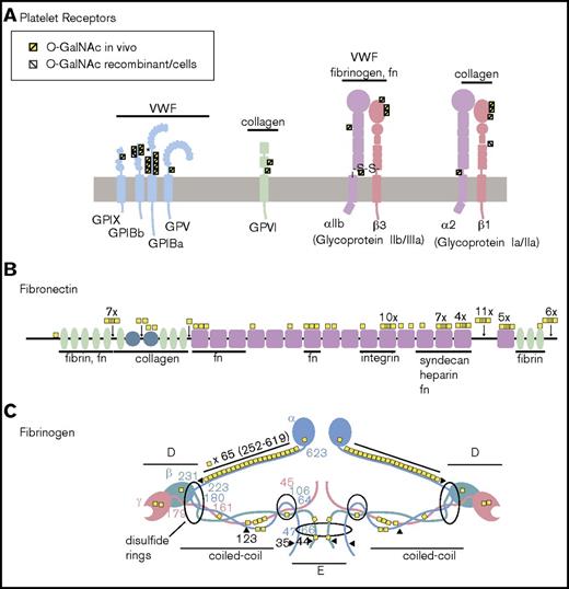 Figure 4. O-glycosylation of platelet receptors, fibronectin, and fibrinogen. (A) Platelet receptors. Platelet receptors are critical mediators of platelet activation and adherence, and include the well-described GPIB-V-IX complex, the collagen binding GPVI, and multiple integrin receptors.50 GPIB α is part of the GPIB-V-IX (VWF receptor) complex and contains a mucin-like macroglycopeptide stem region, which is known to be O-glycosylated; however, the specific sites are poorly described, with only a single probable site at Thr308 (indicated by and asterisk).51 In this study, 7 glycosites were identified in this region. Novel O-glycosylation was identified on all other members of the complex in regions flanking the leucine-rich repeats. An additional novel O-glycosite was also detected on the collagen receptor GPVI. Integrin receptors (glycoproteins IIb/IIIa and Ia/IIa) were also found to be O-glycosylated at multiple sites. In particular, novel glycosylation was identified in the VWFA domains of β integrins (β1 and β3), and a novel glycosite was identified juxtaposed to the transmembrane region of integrin α2. Major ligands for each of the receptors are indicated above the receptors. (B) Fibronectin. Four sites of O-glycosylation have been described for fibronectin, 3 sites located in the variable region (T2024, T2064, T2065) and a fourth site in an N-terminal linker region (T279). All sites except T2024 were identified in this study. Moreover, in total, hemostatic fibronectin was found to carry 31 unambiguous glycosites and 14 additional ambiguous sites of glycosylation. In total, 71 unambiguous sites have been identified on fibronectin from all sources. (C) Fibrinogen. Fibrinogen α was found to be extensively glycosylated, with 45 glycosites identified in hemostatic samples and 68 sites identified across all sources. The glycosites were distributed across the protein, with the majority located within the coiled-coiled domain. Fibrinogen β and γ were much less glycosylated and were found to carry just 2 and 1 sites in this study, respectively. In total, across all studies, 4 sites have been detected on fibrinogen β and 7 on fibrinogen γ. Because of the large number of identified sites, no distinction is made between native (in vivo) and in vitro glycosylation on fibronectin and fibrinogen. Fibronectin (fn).