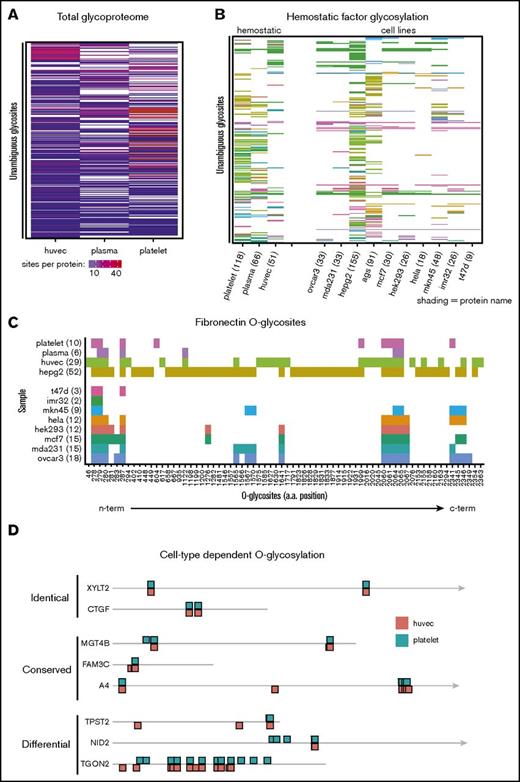 Figure 5. Cells express unique O-glycoproteomes. To visualize the O-glycoproteome of each cell, the presence or absence of individual glycosites was illustrated using unclustered heat maps. Glycosites were ordered alphabetically by Uniprot accession and subsequently by position in the protein. (A) Total O-glycosylation illustrating the overlap of unique, unambiguous glycosites identified in each sample. (B) Comparison of O-glycosite identification on key hemostatic factors between different sample types. (C) A detailed view of differential O-glycosylation of fibronectin across samples. Individual O-glycosites identified in fibronectin are plotted by sample type in order of position on the protein, with N-terminal sites plotted closest to the origin. Numbers indicate total glycosite count per protein. (D) Differential O-glycosylation of proteins in the hemostatic system. The hemostatic O-glycoproteome was filtered to identify proteins represented by >5 spectra in each sample and with similar spectral counts between samples (total protein spectral counts differing by <10) to ensure comparable O-glycosite coverage was achieved between samples. These proteins demonstrated both overlapping and also cell-specific glycosylation as exemplified in (D). Drawing is to scale; the arrowhead indicates the protein extends beyond illustration. Shading indicates number of sites per protein (A), protein identity (B), or sample type (C). a.a., amino acid.