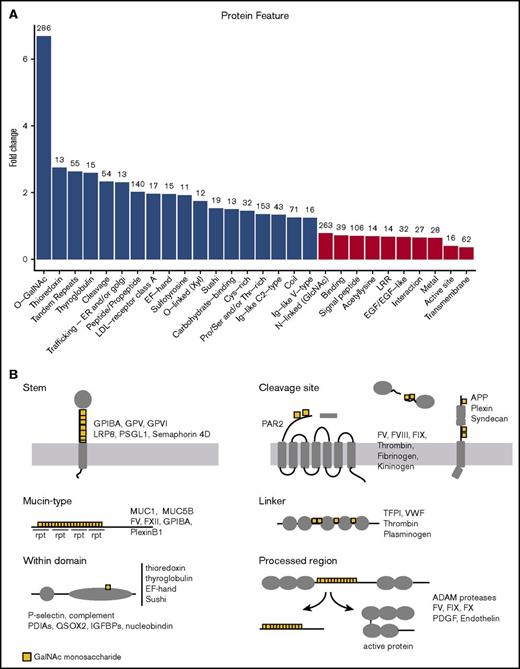 Figure 6. Enrichment of protein annotations around O-glycosites. (A) Protein annotations from the UniprotKB database were used to determine whether specific protein features were enriched around (± 15 amino acids) O-glycosites relative to the background Ser/Thr distribution. Annotated features with a >1.2 fold-change and P < .01 (Fisher’s exact test, Bonferroni correction) are illustrated on the graph above. Note that O-glycosites often occurred in the vicinity of Ser/Thr phospho-sites and disulfide-bonded Cys, but at the expected frequency. Numbers above the bars indicate the count of O-glycosites found in the vicinity of the annotation. Fold-change indicates the under- or overenrichment of O-glycosites relative to the background frequency of Ser/Thr residues. Only annotations represented by >5 proteins and 10 glycosites were included in the analysis. (B) Graphic depiction showing examples of the different types of O-glycosylation identified in this study. rpt, repeat.