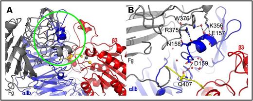 Figure 6. αIIbβ3 headpiece-fibrinogen γ-module complex showing interactions between residues on the αIIb helix segment L151-D159 and fibrinogen γ-module. (A) Snapshot at 230 ns from MD simulations of a representative structure of cluster 2 showing a relaxed model of fibrinogen binding to αIIbβ3. Fibrinogen γ-module, αIIb, and β3 are colored in gray, blue, and red, respectively. The last 7 amino acids of fibrinogen are colored in yellow. The important contact region identified is highlighted with a green circle. (B) A zoom-in view of the contacts in the 230 ns snapshot is shown from a slightly different perspective and with fibrinogen residue 291-306 removed for clarity. Direct and water-mediated hydrogen bonds are indicated with dotted lines.