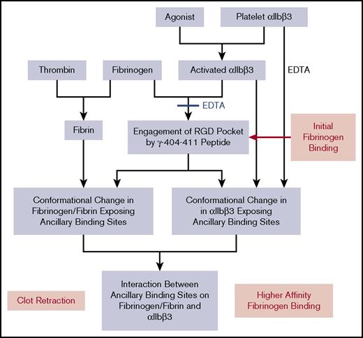 Figure 7. Working model of the multistep process of fibrinogen binding and the platelet-fibrin interaction contributing to clot retraction. Activation of platelet αIIbβ3 with an agonist results in αIIbβ3 being able to bind fibrinogen by the engagement of the γ-404-411 peptide in the αIIbβ3 binding pocket. EDTA can prevent the binding of fibrinogen and reverse the binding if added rapidly after the addition of fibrinogen. The binding of fibrinogen leads to conformational changes in fibrinogen that expose 1 or more ancillary binding sites. Platelet αIIbβ3 activation alone is sufficient to expose ancillary binding site(s), but there may be an additional contribution from fibrinogen engaging the αIIbβ3 binding pocket. The ancillary binding site(s) on fibrinogen and αIIbβ3 then interact, resulting in higher-affinity fibrinogen binding, which under certain experimental conditions may appear irreversible over the time course of the experiments. A similar mechanism may contribute to clot retraction, with fibrin formation initiating conformational changes in fibrinogen that mimic, at least in part, those induced by fibrinogen binding to αIIbβ3. Although data vary, the weight of evidence supports the need for activated platelets to participate in clot retraction. Paradoxically, EDTA treatment appears to initiate conformational changes in αIIbβ3 akin to those produced by activation and ligand binding as judged by the ability of cells expressing normal αIIbβ3 to bind to ‘D98’ in the presence of EDTA.