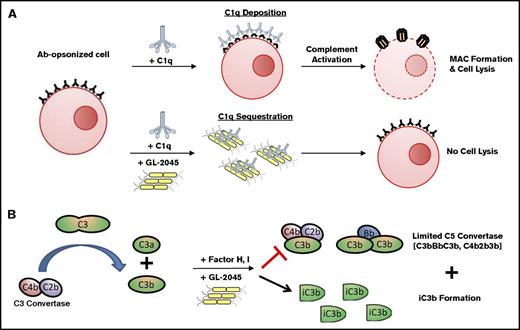 Figure 7. Proposed model of GL-2045–complement interactions. (A) GL-2045 binds to and sequesters C1q, thus preventing the activation of classical pathway at the site of inflammation. (B) GL-2045 also induces early activation of the classical pathway, resulting in the formation of C4bC2b. Although this molecule can cleave C3, the ability of GL-2045 to potentiate degradation of C3b to iC3b by factors H and I in combination and disassociation of C3bBb by factor H inhibits the C3 convertase amplification loop and the C5 convertases.