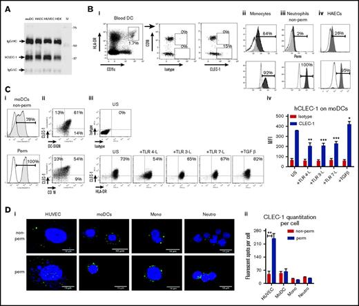 Figure 1. Human DCs express cell-surface CLEC-1. (A) Western blot analysis of CLEC-1 expression in human moDCs, HAECs, HUVECs, and HEKs. Cell extracts were immunoprecipitated with anti-human CLEC-1 mAb (D6 clone) and then analyzed by western blot with a second in-house anti-human CLEC-1 mAb (IgG1). Arrows indicate human CLEC-1 and IgG HC and LC at the expected size of 32, 50, and 25 kDa, respectively. M line represents molecular-weight size markers. (B) Representative dot plots and histograms of IgG1 isotype or CLEC-1 (IgG1) staining in non-permeabilized (non-perm) and permeabilized (perm) conditions, evaluated by flow cytometry for human blood: (i) CD16+ and CD16− subpopulation of CD45+CD14−CD11c+HLA-DRhigh DCs; (ii) CD45+CD14+CD16+ monocytes; (iii) SSChighCD16+ neutrophils; and (iv) HAECs. Histograms represent the overlay image of CLEC-1 staining (gray filled histogram) matching the isotype control IgG1 staining (open histogram). (C) Representative dot plots or histograms of IgG1 isotype or CLEC-1 (IgG1) staining vs DC-SIGN or CD16 staining for human moDCs in non-perm or perm conditions and evaluated by flow cytometry (i-ii). Histograms represent the overlay image of CLEC-1 staining (gray filled histogram) matching the isotype control IgG1 staining (open histogram). (iii) Cell-surface expression of CLEC-1 vs HLA-DR on unstimulated (US), TLR 4-L (LPS), TLR 3-L (Poly I:C), TLR 7-L (R848), and TGF-β–stimulated moDCs. (iv) Histogram represents MFI ± standard error of the mean (SEM) of CLEC-1 staining of 6 independent experiments. Statistical analysis of CLEC-1 MFI staining was performed between US and each stimuli. Panel Di shows representative confocal microscopy images, and (ii) quantitation of CLEC-1 protein in non-perm and perm conditions for human HUVECs, moDCs, CD16+ monocytes and neutrophils. Panels exhibiting DAPI (blue) and CLEC-1 (green) staining revealed by anti-human CLEC-1 mAb (D6 clone) followed by secondary anti-mouse Alexa-488 antibody. Original magnification ×600. Images are representative of 4 independent experiments. CLEC-1 protein quantitation was performed by velocity software and expressed as histogram of mean ± SEM of numbers of fluorescent spots per cell (n ≥7). *P < .05; **P < .01; ***P < .001. IgG HC, IgG heavy chain; IgG LC, IgG light chain; MFI, mean fluorescence intensity; mono, monocytes; neutro, neutrophils.