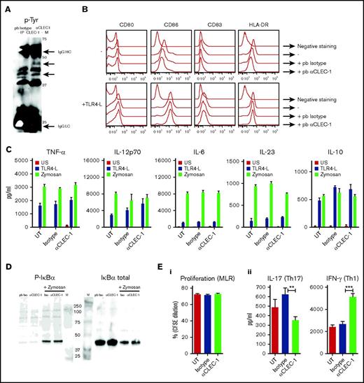 Figure 2. CLEC-1 triggering on human moDCs prevents downstream Th17 activation. (A) Human moDCs were stimulated with pb anti–CLEC-1 or IgG1 isotype control mAb for 5 minutes. CLEC-1 and binding partners were immunoprecipitated in low-stringent conditions (D6 clone) and were revealed by western blot using anti-phosphotyrosine mAb (4G10). Representative image of western blot with arrows indicating bands with changes in phosphorylation intensity between isotype control and anti–hCLEC-1 mAb stimulation, and IgG HC and LC chains of immunoprecipitating antibody (at the expected size of 50 and 25 kDa, respectively). M line represents molecular-weight size markers. Data are representative of 3 independent experiments. (B) Human moDCs were incubated with or without (−) pb anti–hCLEC-1 or IgG1 isotype control mAbs, and were alternatively stimulated simultaneously with TLR 4-L (LPS) or zymosan for 24 hours, and CD80, CD86, CD83, and HLA-DR were evaluated by flow cytometry (overlays are representative of 8 independent experiments). (C) Tumor necrosis factor-α, IL-12p70, IL-6, IL-23, and IL-10 were assessed by ELISA in supernatants (histograms represent mean ± SEM of 8 independent experiments). (D) Human moDCs were stimulated with pb anti–hCLEC-1 or IgG1 Iso control mAbs for 20 minutes and with or without zymosan. Representative images of western blot revealing phosphorylation of IκBα (PSer32/36) or the degradation of total IκBα at the expected size of 40 and 39 kDa, respectively. Data are representative of 3 independent experiments. M line represents molecular-weight size markers. (E) Following 24 hours of CLEC-1 triggering, human moDCs were extensively washed and subjected to MLR with allogeneic T cells for 5 days. (i) T-cell proliferation was assessed (CFSE dilution) by flow cytometry in allogeneic T cells, and (ii) IL-17 and IFN-γ production was evaluated by ELISA in supernatants. Data were expressed in histograms as mean ± SEM of 8 independent experiments. **P < .01; ***P < .001. IgG HC, IgG heavy chain; IgG LC, IgG light chain; Iso, isotype; UT, untreated.