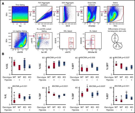 Figure 1. Skewed hematopoietic differentiation in CAV-1 KO BM. WT or CAV-1 KO mice under normoxia or 3 weeks of hypoxia were used. BM was isolated from femora and tibiae; mature red blood cells were lysed, and remaining cells were stained for delineation of HSC differentiation using flow cytometry. (A) Gating strategy for HSC and progenitors. Time gating was used to check for and exclude fluidic disturbances in the flow cell. Aggregates were excluded based on blue laser forward and side light scatter (FSC and SSC, respectively) peak height, area, and width. Dead cells were gated out using a UV live/dead stain. Cell debris was eliminated on an FSC/SSC plot. Linneg/low cells were selected and further gated for primitive and multipotent progenitor cells (KSL) and committed myeloid progenitors (KL) based on standard c-Kit and Sca-1 expression patterns. HSC, MMP, and lymphoid-primed multipotent progenitor (LMPP) subsets were gated in KSL population based on CD135 expression levels. KL population was delineated into CMPs, GMPs, and MEPs based on CD34 and CD16/32 expression. FMO controls were used to set boundaries for stem and progenitor cell gates. A schematic representation of the mouse hematopoietic differentiation path is shown. (B-E) Box plots depicting the percentage of KSL, HSC, MMP, and LMPP subsets in WT and CAV-1 KO mice, with and without hypoxia exposure. (F-I) Box plots showing the percentage of KL, CMP, GMP, and MEP subsets in WT and CAV-1 KO mice, with and without hypoxia exposure. Data from 5 male mice in each group are shown. ANOVA values show differences across groups. Symbols represent significant differences between 2 groups (P < .05): #WT normoxia vs CAV-1 KO normoxia; ∼WT hypoxia vs CAV-1 KO normoxia; §WT normoxia vs CAV-1 KO hypoxia; *WT normoxia vs WT hypoxia; ¶WT hypoxia vs CAV-1 KO hypoxia; ¤CAV-1 KO normoxia vs CAV-1 KO hypoxia. FSC, forward scatter; SSC, side scatter.