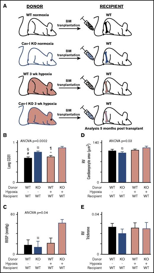Figure 2. CAV-1 KO BM from mice with established PH transfers the disease to WT Mice. CAV-1 KO or WT mice were exposed to hypoxia to induce PH. BM cells were isolated and transplanted in naive WT mice. BM from mice under normoxia used as control transplantation. Recipient mice were analyzed 5 months posttransplant. (A) Schematic representation of the BM transplant experiments. (B) Pulmonary vessel density was measured on lung tissue sections stained for endothelial cell marker CD31. CD31 area/total lung tissue area was quantified and showed that transplantation of CAV-1 KO BM from mice with established PH (hypoxia) induced endothelial remodeling in the lungs of WT recipient mice. (C) Measurement of RVSP by SPR-1000 Mikro-Tip Catheter into the right ventricle demonstrated that CAV-1 KO BM engraftment to WT mice led to elevations in RVSP. (D) Quantification of RV cardiomyocyte area to analyze RV hypertrophy. CAV-1 KO BM from mice with established PH induced hypertrophy of cardiomyocytes in the RV. (E) RV fibrosis was quantified on RV tissue sections stained with trichrome. Trichrome area/total RV area was quantified, and there was no difference across the group, suggesting that the hypertrophy of cardiomyocytes was an adaptive response. Each group contained 4 male mice. Mean ± standard error values are shown. ANOVA values show differences across groups. Symbols represent significant differences between 2 groups (P < .05): #WT normoxia vs CAV-1 KO normoxia; ∼WT hypoxia vs CAV-1 KO normoxia; §WT normoxia vs CAV-1 KO hypoxia; *WT normoxia vs WT hypoxia; ¶WT hypoxia vs CAV-1 KO hypoxia; ¤CAV-1 KO normoxia vs CAV-1 KO hypoxia.