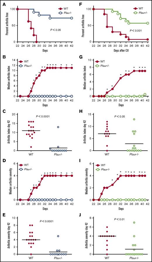 Figure 1. Genetically imposed uPA deficiency is protective against the development of CIA in DBA/1 mice. (A) Kaplan-Meier log-rank analysis indicating the percentage of WT and Plau−/− mice with macroscopic arthritis in the paws is shown for the 3-week evaluation period after the second CII immunization. Note that ∼75% of DBA/1 Plau−/− mice remained arthritis-free based on visible inspection through the CIA study period. (B-C) The median arthritis index revealed a significant diminution in number of arthritic joints per mouse in the absence of uPA (B), with individual scores indicated for day 42 (C). (D-E) The median arthritis severity for the same cohort of mice revealed a significant reduction in paw swelling for CIA-challenged Plau−/− mice (n = 16 in the WT group and n = 11 in the Plau−/− group) (D), with individual scores indicated for day 42 (E). (F) Kaplan-Meier log-rank analysis indicating the percentage of WT and Plaur−/− mice with macroscopic arthritis in the paws is shown for the 3-week evaluation period after the second CII immunization. Note that ∼60% of DBA/1 Plaur−/− mice remained arthritis-free based on visible inspection through the CIA study period. (G and H) The median arthritis index revealed a significant diminution in number of arthritic joints per mouse in the absence of uPAR (G), with individual scores indicated for day 42 (H). (I-J) The median arthritis severity for the same cohort of mice revealed a significant reduction in paw swelling for CIA-challenged Plaur−/− mice (n = 13 in the WT group and n = 14 in the Plaur−/− group) (I), with individual scores indicated for day 42 (J). P values were determined by Mann-Whitney U test. *P < .05.