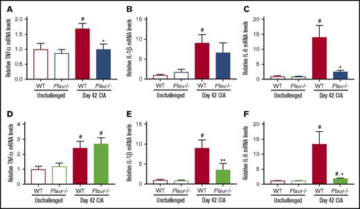 Figure 3. Reduced inflammatory cytokine expression in CIA-challenged uPA- and uPAR-deficient mice. (A-C) Quantitative RT-PCR analysis of messenger RNA levels for the inflammatory cytokines TNF-α (A), IL-1β (B), and IL-6 (C) in the hindpaws obtained from unchallenged WT and Plau−/− mice (n = 5 and 4, respectively) and day 42 of CIA WT and Plau−/− mice (n = 8 per genotype). (D-F) Quantitative RT-PCR analysis of mRNA levels for the inflammatory cytokines TNF-α (D), IL-1β (E), and IL-6 (F) in the hindpaws obtained from unchallenged wild-type and Plaur−/− mice (n = 6 per genotype) and day 42 of CIA WT and Plaur−/− mice (n = 6 per genotype). Data are expressed as average fold change over unchallenged WT group with error bars denoting standard error of the mean. Data were analyzed by 2-way analysis of variance followed by Student-Newman-Keuls post hoc test. #P < .05 for comparing unchallenged and CIA-challenged of the same genotype, *P < .05 for comparing WT to Plau−/− or Plaur−/− at day 42 of CIA, and **P < .01 for comparing WT to Plau−/− or Plaur−/− at day 42 of CIA.