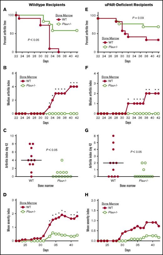 Figure 5. Expression of uPAR by hematopoietic cells promotes susceptibility to CIA. (A-D) Bone marrow from either uPAR WT or Plaur−/− mice was transplanted into WT recipients. (A) The percentage of mice free from macroscopic arthritis in the paws is shown for the 3-week evaluation period following the second CII immunization. Note that ∼60% of Plaur−/− transplanted mice remained arthritis-free based on visible inspection through the CIA study period (P < .05, Kaplan-Meier log-rank analysis). (B-C) The median arthritis index revealed a significant diminution in number of arthritic joints with transplant of Plaur−/− bone marrow cells (B), with individual scores indicated for day 42 (C). The median arthritis severity for the same cohort of mice revealed a reduction in paw swelling for CIA-challenged mice with transplant of Plaur−/− bone marrow cells (D). (E-H) Bone marrow from WT or Plaur−/− mice was transplanted into Plaur−/− recipients. (E) The percentage of mice free from macroscopic arthritis in the paws is shown for the 3-week evaluation period following the second CII immunization, with ∼65% of Plaur−/− bone marrow recipients remaining arthritis-free. (F-G) The median arthritis index revealed a significant diminution in number of arthritic joints with transplant of Plaur−/− bone marrow cells (F), with individual scores indicated for day 42 (G). The median arthritis severity for the same cohort of mice revealed a reduction in paw swelling for CIA-challenged mice with transplant of uPAR−/− bone marrow cells (H). For WT recipient experiments, n = 11 uPAR WT mice and n = 12 Plaur−/− mice. For uPAR-deficient recipients, n = 11 uPAR WT mice and n = 12 Plaur−/− Mice. P values were determined by Mann-Whitney U test.