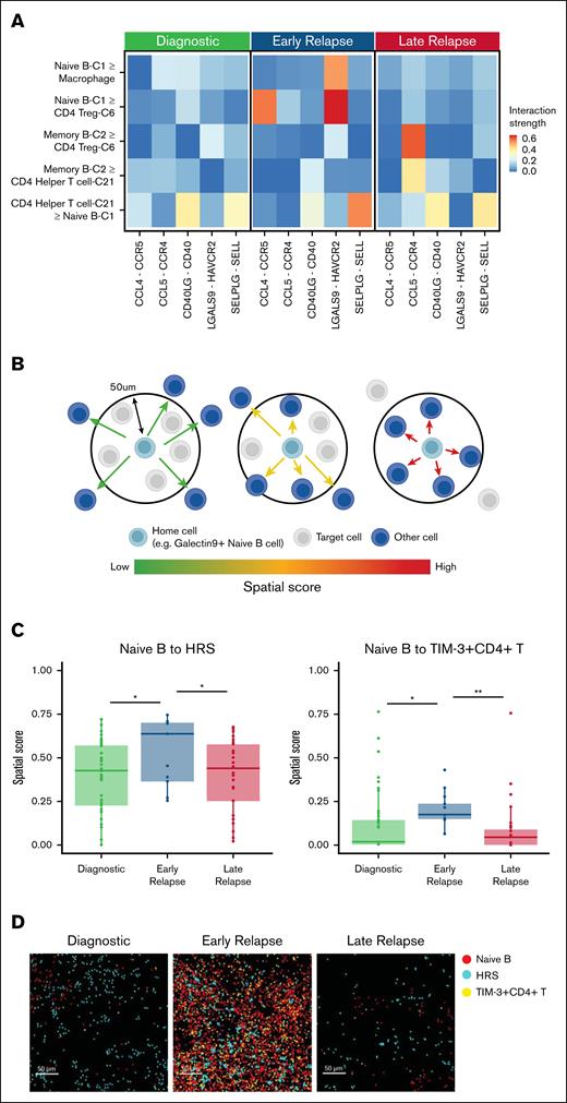 Cell-cell interactions between naïve B cells and Tregs in early-relapse CHL. (A) Cell-cell interaction analysis using CellChat, highlighting significant interactions between LGALS9+ naïve B cells and Tregs via the LGALS9-HAVCR2 axis in early-relapse CHL in the discovery cohort. (B) Schematic representation of spatial analysis of naïve B cells in the TME. (C) Spatial score analysis demonstrating increased proximity of naïve B cells to HRS cells in early-relapse CHL in the validation cohort 2. A t test was used for statistical analysis. ∗P < .05; ∗∗P < .01. (D) Spatial distribution of naïve B cells, HRS cells, and TIM-3+ CD4+ T cells in diagnostic, early-relapse, and late-relapse CHL, supporting their increased interactions in early-relapse cases in the validation cohort 2. Treg, regulatory T cell.