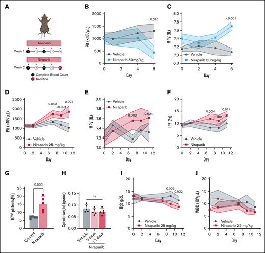 Low-dose niraparib treatment increases platelet production in mice. (A) Schematic outlining niraparib administration: mice were injected intraperitoneally with niraparib or vehicle (dimethyl sulfoxide) at the indicated times. Blood was drawn via tail vein venipuncture and complete blood counts were measured using a Sysmex hematology analyzer. (B) Platelet counts in vehicle- or niraparib-treated mice (50 mg/kg; n = 5 mice per group). (C) MPV in vehicle- or niraparib-treated mice (50 mg/kg; n = 4-5 mice per group). (D) Platelet counts in vehicle- or niraparib-treated mice (25 mg/kg; n = 5 mice per group). (E) MPV in vehicle- or niraparib-treated mice (25 mg/kg; n = 5 mice per group). (F) IPF in vehicle- or niraparib-treated mice (25 mg/kg; n = 5 mice per group). Data in panels B-E are shown as mean ± SD. Two-way ANOVA with Tukey correction was used for multiple comparisons. (G) Frequency of reticulated, TOhigh (thiazole orange) platelets in whole blood of vehicle- or niraparib-treated mice (25 mg/kg; n = 5 mice per group). Data are mean ± SD; unpaired, 2-tailed Student t test. (H) Spleen weights from vehicle- or niraparib-treated mice (25 mg/kg) after 3 or 11 days of treatment, as indicated (n = 5 mice per group). Data are mean ± SD; unpaired, 1-way ANOVA with Šidák correction used for multiple comparisons. (I) Hgb in vehicle- or niraparib-treated mice (25 mg/kg). (J) WBC counts in vehicle- or niraparib-treated mice (25 mg/kg; n = 5 mice per group). Data in I-J are mean ± SD; 2-way ANOVA with Tukey correction used for multiple comparisons. fL, femtoliter; Hgb, hemoglobin; IPF, immature platelet fraction; Plt, platelet; WBC, white blood cell.