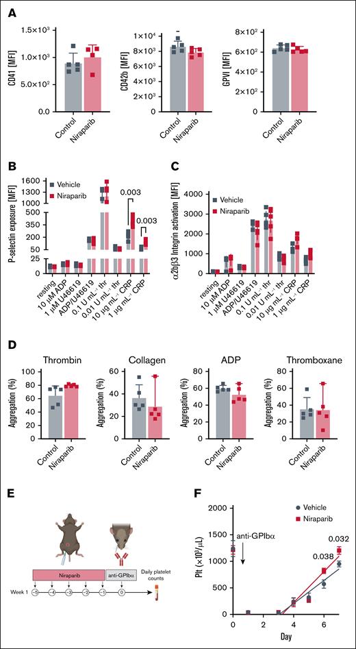 Niraparib-treated mice with increased platelet production retain normal platelet function. Blood was drawn from vehicle- and niraparib-treated (25 mg/kg) mice and (A) Flow cytometry was used to measure mean fluorescence intensity (MFI) of αIIb integrins (CD41), GPIbα, and GPVI in resting platelets (n = 5 mice per group). Data are mean ± SD; unpaired, 2-tailed Student t test. (B-C) Platelets were activated with indicated agonists and surface P-selectin (B) and activated αIIbβ3 integrins (C) were measured by flow cytometry. n = 5 mice per group. Data are mean ± SD; multiple t tests were used. (D) Platelet aggregation was measured using washed platelets isolated from vehicle- and niraparib-treated mice that were treated with thrombin (0.5 U/mL), collagen (CRP, 1 μg/mL), ADP (10 μM), or thromboxane (1 μM). Absorbance at 450 nm was used to calculate total aggregation for each sample normalized to the positive and negative controls (n = 5 mice per group). Data are mean ± SD; unpaired 2-tailed Student t test. (E) Schematic of niraparib treatment and in vivo platelet depletion using an anti-GPIbα antibody (2 μg/g per mouse). (F) Platelet counts were measured after anti-GPIbα administration were measured over 6 consecutive days (n = 5 mice per group). Data are mean ± SD; unpaired, 2-tailed Student t test. CRP, collagen related peptide; Plt, platelet.