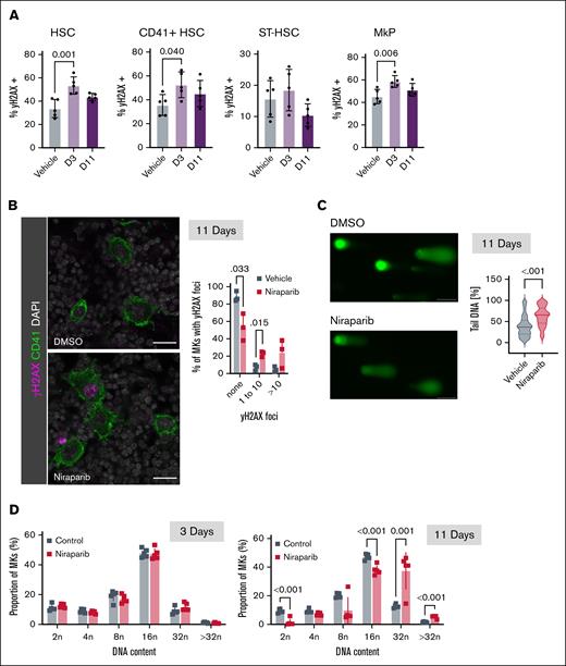 Low-dose niraparib treatment leads to DNA damage in MKs and MkPs and enhances MK maturation. Mice were treated with 25 mg/kg niraparib or vehicle control. (A) γH2AX positivity in indicated HSPC populations in vehicle- or niraparib-treated mice (n = 5 mice per group). Data shown as mean ± SD; 1-way ANOVA with Dunnett post hoc test. Gating strategy shown in supplemental Figure 2. (B) Representative widefield images of femoral cryosections derived from vehicle- or niraparib-treated mice (CD41, green; γH2AX, purple; scale bar, 20 μm). Quantification shows the percentage of femoral MKs that have either 0, 1 to 10, or >10 γH2AX foci in the nucleus; 100 MKs counted per femur (n = 3 mice per group). Data shown as mean ± SD; multiple t tests. (C) Representative images of native MKs from vehicle- or niraparib-treated mice (left; green, SYBR gold; scale bars, 100 μm). MKs were isolated from femurs and the tail DNA (%) of at least 120 MKs per femur were analyzed across 3 replicates (3 femurs) per condition (n = 3 mice per group). Violin plots show distribution of all data points along with median and interquartile range; unpaired, 2-tailed Student t test. (D) Ploidy distribution in native MKs from vehicle- or niraparib-treated mice after 3 and 11 days (n = 5 mice per group). Data shown as mean ± SD; 2-way ANOVA with Šidák correction used for multiple comparisons. DMSO, dimethyl sulfoxide; ST-HSC, short-term HSC.