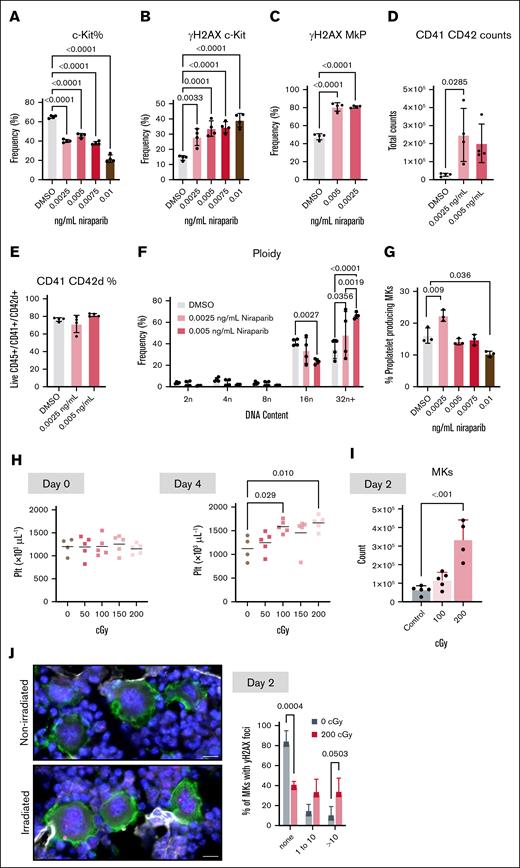 DNA damage can dose dependently enhance megakaryopoiesis in vitro and in vivo. HSPCs were isolated from bone marrow, niraparib was added at indicated doses, and cells were differentiated into MKs. (A-C) Frequency of (A) live progenitor cells (Live; CD45+ Lineage-negative ckit+ cells) (B), γH2AX+ progenitor cells and (C), γH2AX+ MkPs (CD41+) after niraparib treatment (n = 4 mice per group). Data shown as mean ± SD; 1-way ANOVA with Tukey correction used for multiple comparisons. Number of MKs (CD41/CD42d+) (D), MK viability (E), and MK ploidy distribution (F) after treatment of HSPCs with indicated doses of niraparib in vitro (n = 4 mice per group). Data shown as mean ± SD; unpaired, 1-way ANOVA with Tukey correction used for multiple comparisons. (G) HSPCs isolated from murine bone marrow were differentiated into MKs. Indicated doses of niraparib were added to mature MKs on day 4 of culture and proplatelet formation (percent MKs making proplatelets) was quantified using images of live, nonadherent cells 24 hours after treatment (n = 3 mice per group). At least 250 MKs were counted per replicate. Data shown as mean ± SD; 1-way ANOVA with Tukey correction used for multiple comparisons. (H-J) Mice were subject to gamma irradiation at indicated dosages and (H) platelet counts were measured at day 0 (left) and day 4 (right) (n = 4-5 mice per dose). (I) Murine bone marrow MKs (CD41/CD42d+) were quantified by flow cytometry 2 days after treatment with 0, 100, or 200 cGY (n = 4-5 mice per group). Data shown as mean ± SD; unpaired, 1-way ANOVA with Šidák correction used for multiple comparisons. (J) Representative widefield images of femoral cryosections from control or irradiated mice (CD41, green; γH2AX, pink; scale bars, 20 μm). Quantification shows the percentage of femoral MKs that have either 0, 1 to 10, or >10 γH2AX foci in the nucleus of control or irradiated mice; 100 MKs counted per femur (n = 3 mice per group). Data shown as mean ± SD; multiple t tests. DMSO, dimethyl sulfoxide; Plt, platelet.