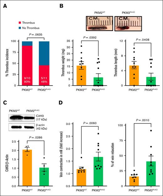 Platelet-specific PKM2-deficient mice were less susceptible to the development of venous thrombosis. (A) Thrombus incidence in PKM2WT (PKM2fl/fl) and PKM2Plt-KO (PKM2fl/flPF4Cre+) mice 48 hours after IVC stenosis. (B) Representative IVC thrombi harvested from PKM2WT and PKM2Plt-KO mice 48 hours after IVC stenosis (top); and quantified thrombus weight and thrombus length (n = 10-11 per group; bottom). Values are mean ± standard error of the mean (SEM); Mann-Whitney U test. (C) CitH3 levels were measured in the thrombus isolated from PKM2WT and PKM2Plt-KO mice. Representative western blot for CitH3 is shown (upper), and quantitative data are given (lower). β-actin was used as a loading control (n = 4 per group). Values are mean ± SEM; unpaired Student t test. (D) Fold increase in contraction (left) and percent of relaxation (right) measured by wire myography in IVCs isolated from PKM2WTand PKM2Plt-KO mice 48 hours after IVC stenosis. Phenylephrine (0.5 mM) and acetylcholine (1.62 mM) were used for contraction and relaxation, respectively (n = 8-9 per group). Values are mean ± SEM; Mann-Whitney U test.