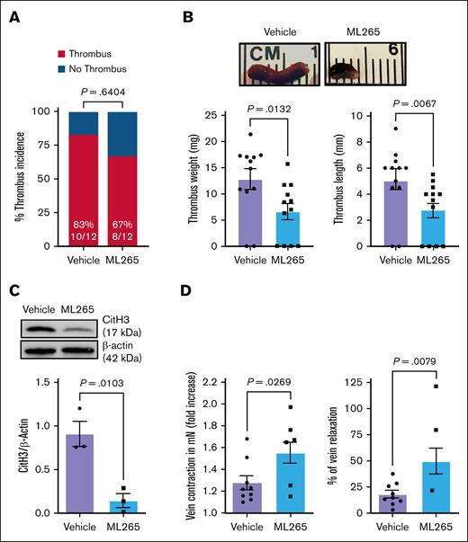 Pharmacological inhibition of PKM2 dimerization reduces susceptibility to acute venous thrombosis and improves vein wall response in the WT mice. (A) Thrombus incidence in vehicle- or ML265-treated mice 48 hours after IVC stenosis. (B) Representative IVC thrombus (top) harvested 48 hours after stenosis from vehicle- or ML265-treated mice (50 mg/kg) is shown, along with quantified thrombus weight and thrombus length (n = 12 per group; bottom). Values are mean ± SEM; Mann-Whitney U test. (C) The level of CitH3 was measured in the thrombus isolated from vehicle- and ML265-treated mice. A representative western blot for CitH3 is shown. β-actin was used as a loading control (n = 3 per group). Values are mean ± SEM; unpaired Student t test. (D) Fold increase in contraction (left) and percent of relaxation (right) measured by wire myograph (DMT 610M) in IVCs isolated from vehicle- and ML265 (50 mg/kg)-treated mice 48 hours after IVC stenosis. Phenylephrine (0.5 mM) and acetylcholine (1.62 mM) were used for contraction and relaxation, respectively (n = 8-9 per group). Values are mean ± SEM; unpaired Student t test and Mann-Whitney U test are used for the fold increase in contraction and percent of relaxation, respectively.
