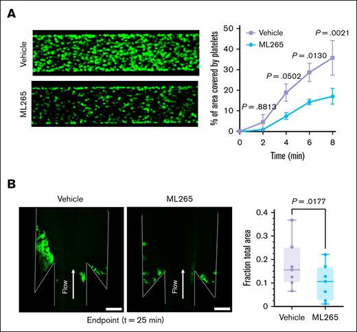 Limiting PKM2 dimerization reduces ex vivo thrombus formation in human whole blood at a venous shear rate. (A) Human whole blood pretreated with vehicle or ML265 (150 μM) was perfused over a TF-coated surface for 8 minutes at a shear rate of 500 s–1 in a BioFlux microfluidic flow chamber system; the representative image at 8 minutes (left) and the quantification of thrombus growth (right) on the TF-coated surface over time are shown. Values are mean ± SEM (n = 3 per group); 2-way ANOVA with Tukey multiple comparisons test. (B) Human whole blood pretreated with vehicle or ML265 (150 μM) was perfused over a TF-coated surface for 25 minutes in a custom-made DVT device. Accumulation of blood cells after 25 minutes of blood flow. Blood cells were stained with DiOC6 in green. The left panel shows the representative image, and the right panel shows the quantification of thrombus growth (fraction of total area) at 25 minutes (the end point of the assay). Values are mean ± SEM (n = 7 per group); paired t test.