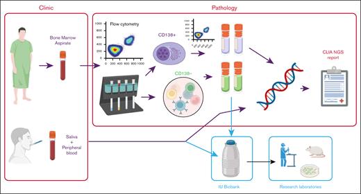 Overview of process. Bone marrow aspirates taken in the clinic are sent to Hematopathology laboratory to determine abnormal plasma cell count by flow cytometry. Samples underwent CD138+ magnetic cell sorting, followed by purity assessment by flow cytometry. DNA was extracted from up to 0.5 million CD138+ cells. DNA from both CD138+ cells and DNA from saliva or peripheral blood from the same patient underwent library preparation, hybridization, and sequencing. Excess CD138+ and CD138− cells were viably frozen for research purposes. Targeted sequencing data were analyzed for somatic abnormalities and discussed in a molecular tumor board. CLIA NGS, Clinical Laboratory Improvement Amendments Next Generation Sequencing; IU, Indiana University.
