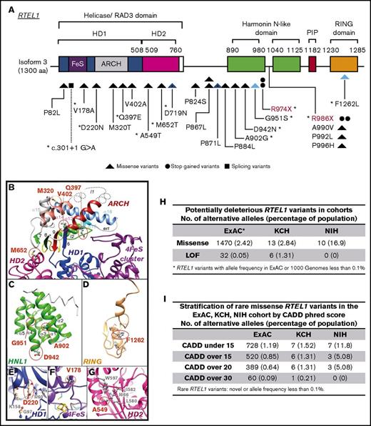 Figure 1. Heterozygous RTEL1 variants. (A) Linear representation of RTEL1 isoform 3 (1300 amino acids; NM_001283009.1). Colored boxes indicate the conserved RTEL1 domains, and lines indicate the positions of individual variants in the gene. Twenty-one novel (black) and 2 previously described (red) heterozygous variants were identified in 8 patients from the NIH cohort (n = 59) and in 19 patients from the KCH cohort (n = 457). Variants are represented by triangles, circles, and squares, which also represent the type of the variant (missense variants, stop-gained variants, or splicing variants, respectively). Blue triangles represent 2 compound heterozygous patients. Splicing variants are indicated by dashed lines. *Eleven variants had a CADD phred score of >15 (this score was selected to predicted RTEL1 deleteriousness; supplemental Table 2). (B-G) Ribbon representation of the 3D structure models of the RTEL1 domains. Amino acid changes observed in patients are colored in red and displayed in an atomic representation in the figure within their close neighborhood. Panel B focuses on variants located on the ARCH and HD2 domains and panel C on the first harmonin-N-like domain. Panels D-G focus on variants located on the C4C4-RING domain, helicase domain 1, the FeS cluster, and helicase domain 2, respectively. The RTEL1 3D structure information obtained by comparative modeling predicted 14 of 23 RTEL1 variants as substitutions that may destabilize the domain 3D structure in which they are located or affect the protein partner interactions of RTEL1 (supplemental data). (H) The frequency of potential deleterious RTEL1 missense and LoF in the ExAC database (n = 60 706), KCH (n = 457), and NIH (n = 59) cohorts. Missense variants are enriched in the NIH cohort but not in the KCH cohort when compared with the ExAC database. However, the KCH cohort had a very significant enrichment in LoF variants when compared with ExAC. (I) Frequency of missense RTEL1 variants stratified by CADD phred score in the ExAC database, and the KCH and NIH cohorts. The CADD predicts deleteriousness of a given variant. All variants with CADD over 15 from KCH and NIH had CADD over 20 as well. The CADD of 15 was selected as a cutoff to predict a variant as deleterious on the basis of the frequency identified in the ExAC database. HD1, helicase domain 1; HD2, helicase domain 2; HNL-1, first harmonin-N-like domain.