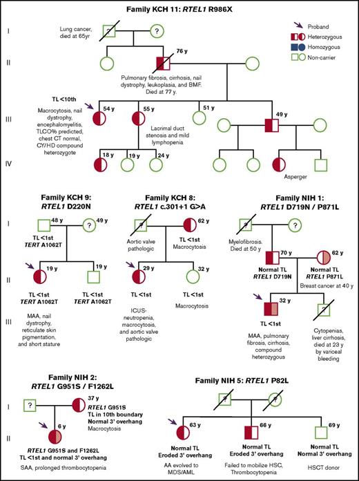 Figure 3. Pedigrees of 6 families identified with RTEL1 variants. Pedigrees from proband KCH-11, KCH-9, KCH-8, NIH-1, NIH-2, and NIH-5, respectively. The RTEL1 variant presented in the family is described above each pedigree. Arrows indicate the probands of each family. Open circles and squares show females and males who are noncarriers, respectively. Half-filled or solid circles and squares represent individuals who are heterozygous or homozygous for the RTEL1 variant, respectively. A line through the circle or square indicates individuals who are deceased. When tested, TL and clinical features are described in the figure under each individual. Relatives who lack clinical and mutational data are indicated by a question mark. For families NIH-1 and NIH-2, probands were identified as compound heterozygous (half-red, half–light red, square). In NIH-1, the proband’s father and mother carried the D719N (half-red square) and the P871L (half–light red circle) variants, respectively, both heterozygous. In NIH-2, the father was not screened, but the mother carried the G951S variant in heterozygosity. BMF, bone marrow failure; CY/HD, compound heterozygous for C282Y and H63D hereditary hemochromatosis genes; KCH, King’s College Hospital cohort; NIH, National Institutes of Health cohort; MAA, moderate aplastic anemia; TLCO, transfer factor of the lung for carbon monoxide.