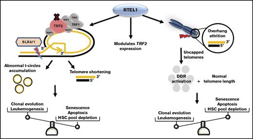 Figure 5. Schematic representation of RTEL1 roles in telomere dysfunction. In normal conditions, RTEL1 promotes G4 quadruplex and t-loop unwinding for DNA replication. The RING-domain mutations inhibit RTEL1-TRF2 interaction and then t-loop resolution.5 Thus, abnormal SXL4/1 activation persistently cuts t-loops, leading to telomere shortening as well as the accumulation of t-circles in cells. Short telomeres, commonly seen in patients with mutated RTEL1, trigger cell senescence and apoptosis via p53, leading to hematopoietic stem cell depletion in BM. However, some RTEL1 mutations were related to excessive 3′ overhang attrition in the absence of telomere shortening. In the context of cells maintaining their telomere lengths, the sustained DNA damage response activation caused by uncapped telomeres may promote leukemogenesis by molecular pathways distinct from typical accelerated telomere attrition associated with very short telomeres. Also, different RTEL1 variants modulated TRF2 expression in vitro, which may be an alternative mechanism related to RTEL1 dysfunction rather than impaired t-loop disassembly alone. DDR, DNA damage response; HSC, hematopoietic stem cell.