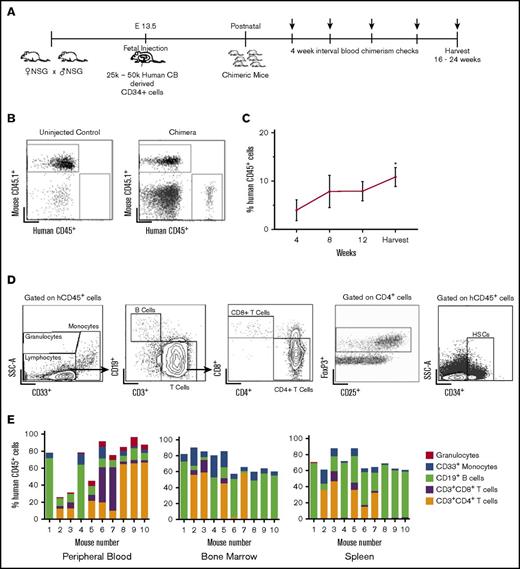 Figure 1. Stable, multilineage chimerism in humanized mice after in utero transplantation of human cord blood CD34+ cells. (A) Experimental design for in utero transplantation timing and measurements of blood chimerism levels. Arrows indicate time points for peripheral blood chimerism checks. (B) Representative gating strategy of peripheral blood to detect human CD45+ cells. (C) Percentage of human CD45+ cells in peripheral blood over time (n = 25, *P < .05, **P < .01 by Student t test comparing chimerism levels each week to the initial 4-week level). (D) Representative gating strategy for lineage-specific chimerism, FoxP3+ cells, and confirmation of the presence of CD34+ cells within the bone marrow. Chimeric mice demonstrated different relative proportions of granulocytes, monocytes, B cells, and T cells. (E) Compiled lineage data in 10 individual mice with evidence of CD34+ cells in the bone marrow (n = 10). CB, cord blood; SSC-A, side scatter.