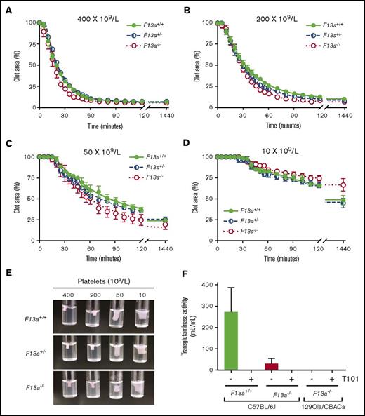 Figure 2. FXIII is not required for platelet-mediated clot contraction. (A-D) PRP from F13a+/+, F13a+/−, and F13a−/− mice was clotted with TF/CaCl2 at 400 (A), 200 (B), 50 (C), and 10 × 109 platelets/L (D). Clot area over time was assessed as a percentage of initial clot area. Dots show mean ± SEM (n = 4); curves were fit to a nonlinear regression with a 1-phase decay equation. (E) Photographs of contracted clots at 24 hours. (F) Transglutaminase activity was measured in platelets from F13a+/+ and F13a−/− C57BL/6J mice and F13a−/− 129Ola/CBACa mice. Data show mean ± SEM (n = 3-5).