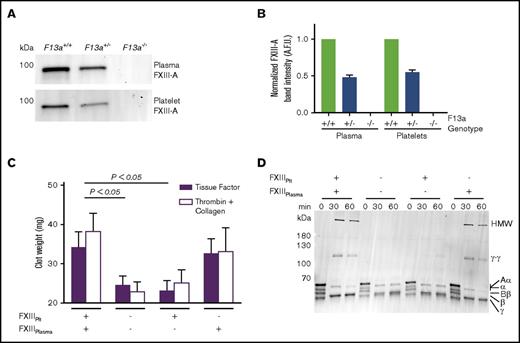 Figure 3. FXIIIplasma, but not FXIIIplt, mediates clot weight. (A-B) Representative western blot (A) and quantification (B) for FXIII-A in plasma and platelets from F13a+/+, F13a+/−, and F13a−/− mice (n = 3). (C) RBCs were reconstituted with C57BL6/J FXIII-sufficient (wild-type) and deficient (F13a−/−) plasma and platelets, and clotting was triggered with TF/CaCl2 (n = 9) or thrombin/collagen/CaCl2 (n = 6). Data show mean ± SEM. (D) Plasma and platelets from C57BL6/J FXIII-sufficient (wild-type) and deficient (F13a−/−) mice were recombined to make PRP sufficient or deficient in plasma or platelet FXIII. Clotting was triggered with TF/CaCl2, and reactions were quenched at the indicated time points and analyzed by SDS-PAGE with western blotting (n = 2). Fibrin crosslinking was detected using anti-fibrin(ogen) antibody, and identity of bands was confirmed by mass spectrometry.