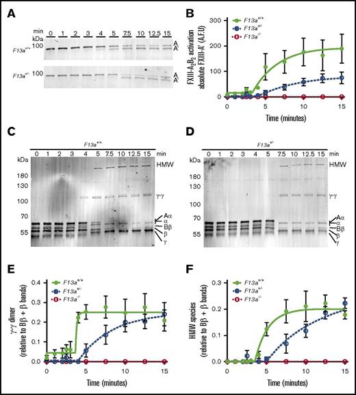 Figure 4. Compared with F13a+/+ clots, F13a+/− clots have delayed FXIII activation and fibrin crosslinking. PRP was clotted with TF/CaCl2 and quenched at the indicated time points. FXIII activation (generation of FXIII-A′) and fibrin crosslinking were analyzed by SDS-PAGE with western blotting. (A) Representative western blots and (B) quantitation of FXIII-A′ over time for clot formation in F13a+/+ and F13a+/− PRP. Data show mean ± SEM (n = 3-5). (C-D) Representative western blots for fibrin crosslinking in F13a+/+and F13a+/− PRP clots. (E-F) Quantification of γ-γ (E) and HMW (F) crosslinked fibrin species formation. Data show mean ± SEMs (n = 3-5). A.F.U., arbitrary fluorescence units.
