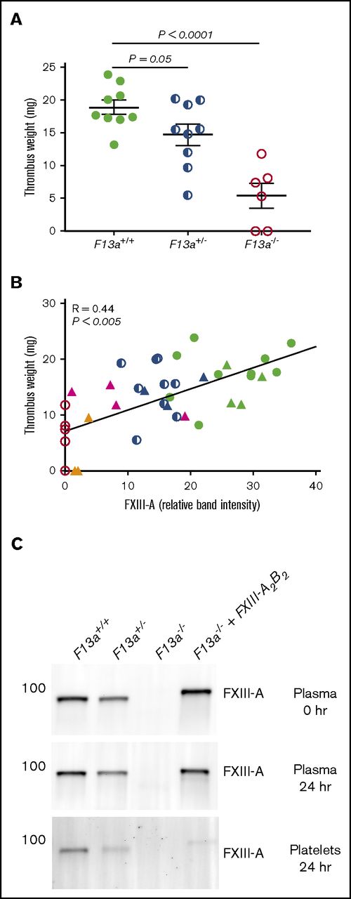 Figure 6. FXIIIplasma infusion into F13a−/− mice rescues thrombus weight. F13a+/+, F13a+/−, and F13a−/− mice infused with vehicle and F13a−/− mice infused with FXIII-A2B2 were subjected to the IVC venous thrombosis model. (A) Thrombi were harvested after 24 hours and weighed. Each dot represents a separate mouse. (B) Correlation between FXIII-A level in plasma (measured by western blot and densitometry, shown as relative band intensity, arbitrary fluorescence units) and thrombus weights for F13a+/+, F13a+/−, F13a−/− (from panel A), and FXIII-A2B2-infused mice. Each dot represents a separate mouse; F13a+/+ (green closed circles), F13a+/− (blue half circles), F13a−/− (red open circles) mice, and FXIII-A2B2-infused F13a−/− mice targeting 100% (green triangles), 50% (blue triangles), 25% (pink triangles), and 10% (orange triangles) FXIII-A2B2. (C) Representative western blots showing FXIII-A in plasma immediately after infusion of 50% FXIII-A2B2 (plasma final, top), and in plasma (middle) and platelets (bottom) 24 hours after infusion and ligation. Note that infused human FXIII-A2B2 is more strongly detected than mouse.