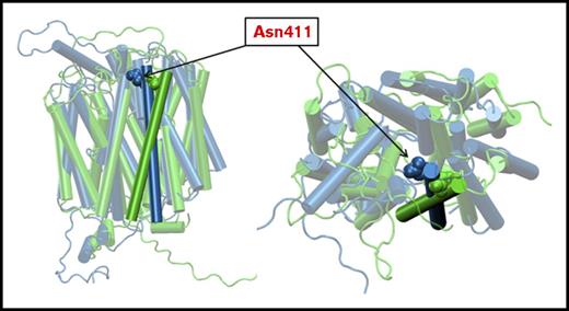 Figure 7. Homology modeling of PCFT. Homology models of PCFT based on the reported structures of the bovine and rat fructose transporters, Glut5, in the inward open and outward open conformations, respectively.18,20 The 11th TMD with the Asn411 residue is highlighted. The predicted structure in the inward open configuration is indicated in blue. The predicted structure in the outward open conformation is indicated in green. (Left) A planar view of the protein. (Right) A view from the extracellular compartment into the aqueous translocation pathway. The Asn411 residue protrudes into the aqueous pathway and shifts further into the pathway when the protein is in the inward open conformation.