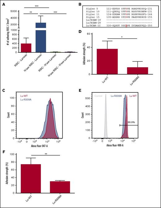 Figure 2. Lu/BCAM amino acid residue R338 is critical for laminin-α5 binding. (A) Laminin-α5–coated ibidi chambers and erythrocytes were treated with neuraminidase and compared with nontreated erythrocytes (n = 4), and adhesion frequency to laminin-α5 was assessed at 0.2 dyn/cm2. (B) Various Lu/BCAM domains were aligned to SIGLEC sequences that are centered around the arginine residue critical for interaction with sialic acid residues. (C) Flow cytometry histogram comparing expression of Lu-WT (red) and Lu-R338A (blue) in transfected K562 cells. (D) Adhesion of K562 cells transfected with Lu-WT and Lu-R338A to laminin-α5–coated ibidi chambers (n = 3). K562 cell adhesion strength was measured to correct for variation between controls. Adhesion strength was defined as the percentage of cells that remain attached after gradually increasing flow shear from a static to 0.2 dyn/cm2 up to a maximum of 2.5 dyn/cm2. (E) Flow cytometric comparison of control (light gray), Lu-WT-Fc (red), and Lu-R338A-Fc (blue) coated protein-G beads. (F) Adhesion strength of Lu-WT-Fc and Lu-R338A-Fc–coated protein-G beads (n = 3). *P < .05; **P < .01; ***P < .001.