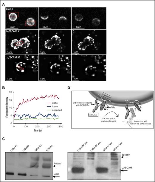 Figure 4. Lu/BCAM membrane localization. (A) FRAP of biotin-labeled erythrocytes (top row; original magnification ×40) and Lu/BCAM-labeled, neuraminidase-treated, erythrocytes (bottom row). Alexa Fluor 488 was bleached at 70% output power for 3 iterations for a duration of 1.29 seconds. (B) FRAP quantification of biotin-labeled erythrocytes (dotted line), untreated Lu/BCAM-labeled erythrocytes (thin line), and neuraminidase-treated Lu/BCAM-labeled erythrocytes (thick line). (C) Lu/BCAM western blot of DSM and DRM either treated with neuraminidase (+) or not treated (−). Membrane was separated using 1% Triton X-100. Flotillin was used as a positive control to show successful isolation of lipid rafts (DRM). (D) Depicted is how GpC-derived sialic acid residues interact with arginine 338 on the third domain of Lu/BCAM, inhibiting the interaction with laminin-α5. Upon loss of sialic acid residues, through either erythrocyte aging or removal of sialic acid by neuraminidase, this interaction is lost, leading exposure of the sialic acid binding domain of Lu/BCAM, facilitating an interaction with laminin-α5–derived sialic acid residues.