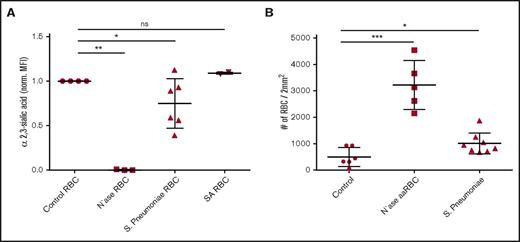 Figure 5. S pneumoniae activates Lu/BCAM through desialylation of the erythrocyte membrane. (A) Effect of S pneumoniae, S aureus, and purified neuraminidase from V cholerae on α2,3-linked sialic acid content of erythrocytes using M amurensis lectin and flow cytometry (n = 3-6). (B) Effect of erythrocyte incubation with S pneumoniae, S aureus, and purified neuraminidase from V cholerae on Lu/BCAM-mediated erythrocyte adhesion frequency to laminin-α5 (n = 5-7). *P < .05; **P < .01; ***P < .001. ns, not significant.